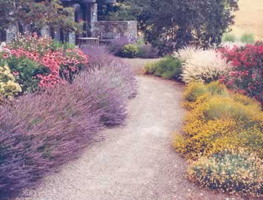 Gravel garden path bordered by vibrant flowering shrubs and lavender, leading to a shaded building.