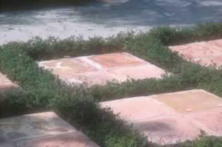 Pink rectangular stepping stones bordered by low hedges beside a body of water.