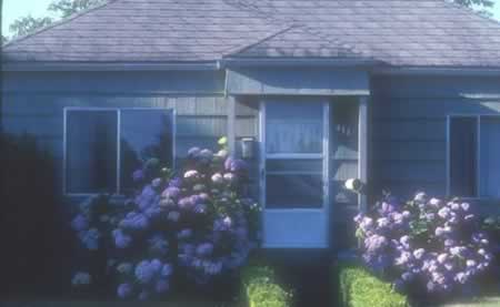 Blue, single-story house framed by blooming hydrangea bushes at the entry.