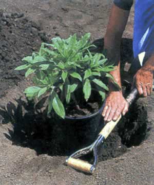 Gardener plants a small green shrub from a pot into garden soil using a trowel.