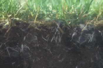 Underground cross-section showing root network and dark soil beneath a patch of grass.