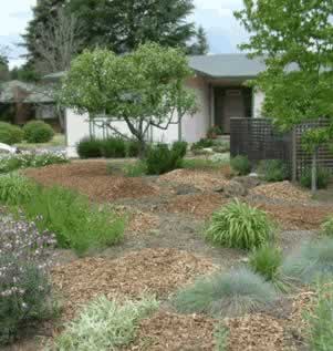Front yard landscape with mulch beds, drought-tolerant plants, and a single-story house.