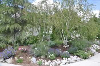 Rocky landscaped garden bed with conifers, flowering perennials, and a small birch tree along a paved path.
