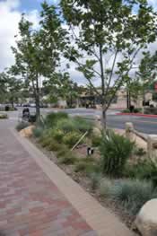 Brick-paved sidewalk beside a landscaped strip with grasses and small trees along an urban street.
