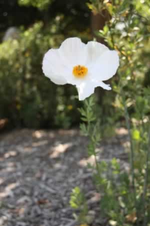 White poppy flower with an orange center in a sunlit garden.