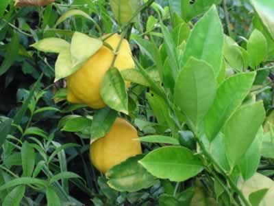 Ripe lemons hanging among glossy green leaves