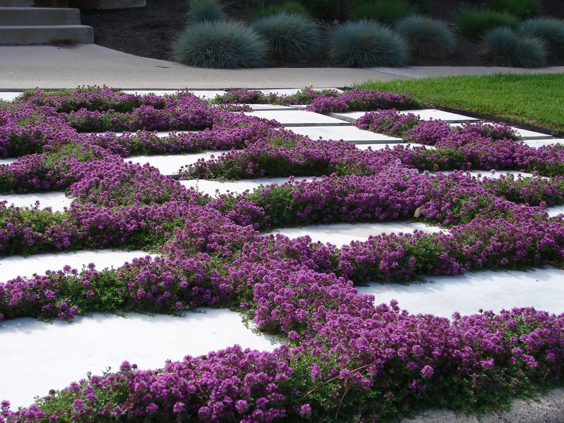 creeping thyme in between paved stones