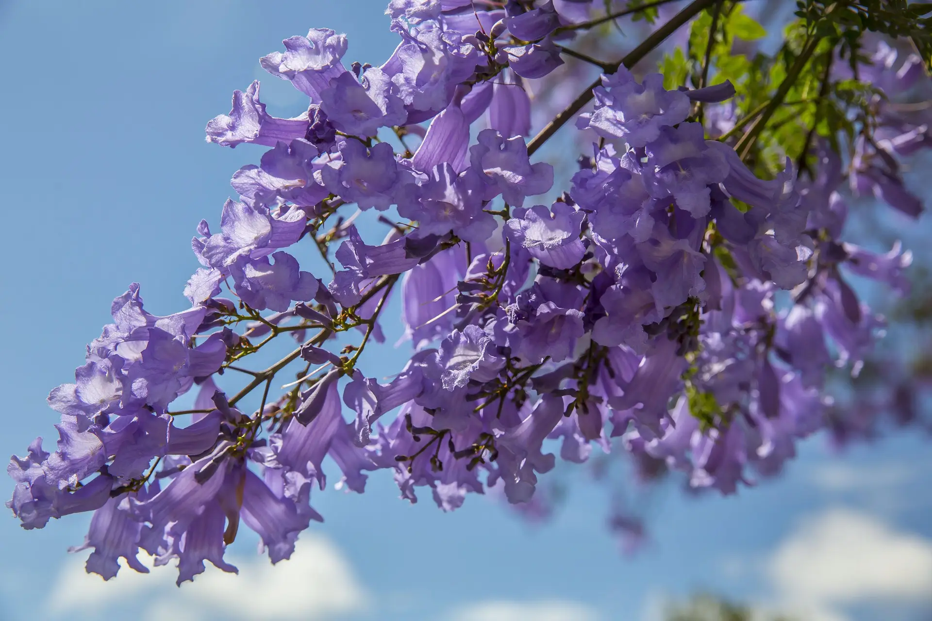 purple flowering plant