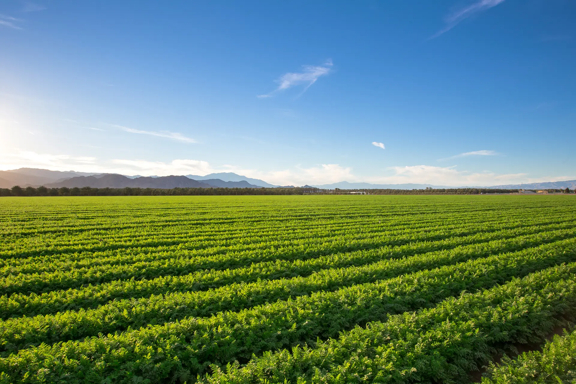 agricultural